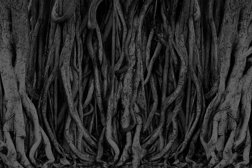 Temple Banyan <br> Wallpaper Mural - The Detroit Wallpaper Co.