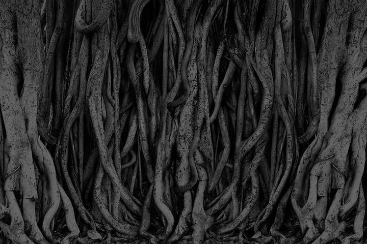 Temple Banyan <br> Wallpaper Mural - The Detroit Wallpaper Co.