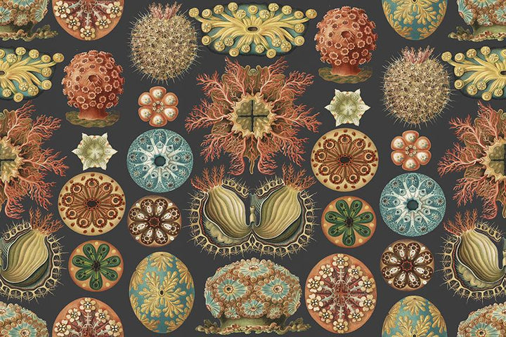 Tunicata <br> Wallpaper Mural - The Detroit Wallpaper Co.