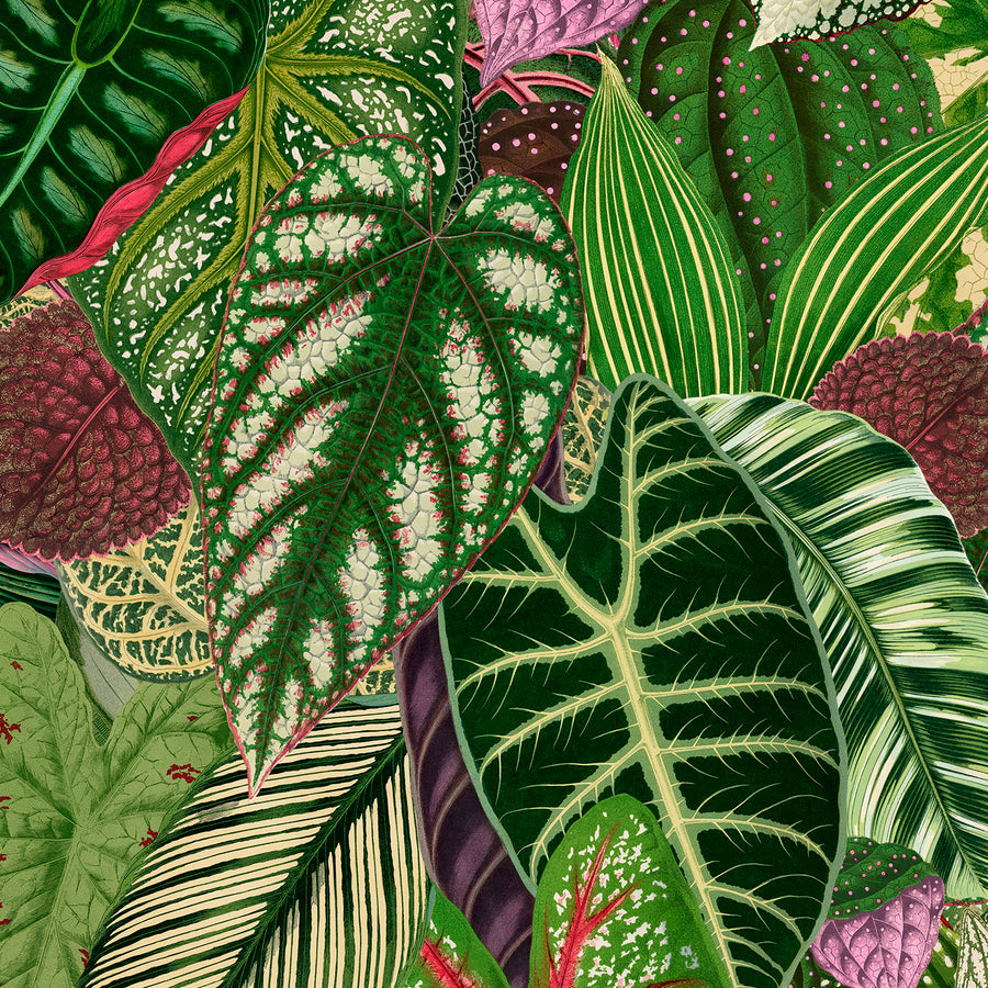 Variegated - Fantasy <br> Wallpaper - The Detroit Wallpaper Co.